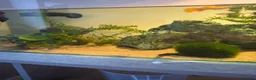 Turtle reptiles for sale: Full Turtle set up with turtle and fish included   - Advert 11