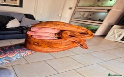 Boa Snake reptiles for sale: Central american dwarf boa constrictor  - Image 3