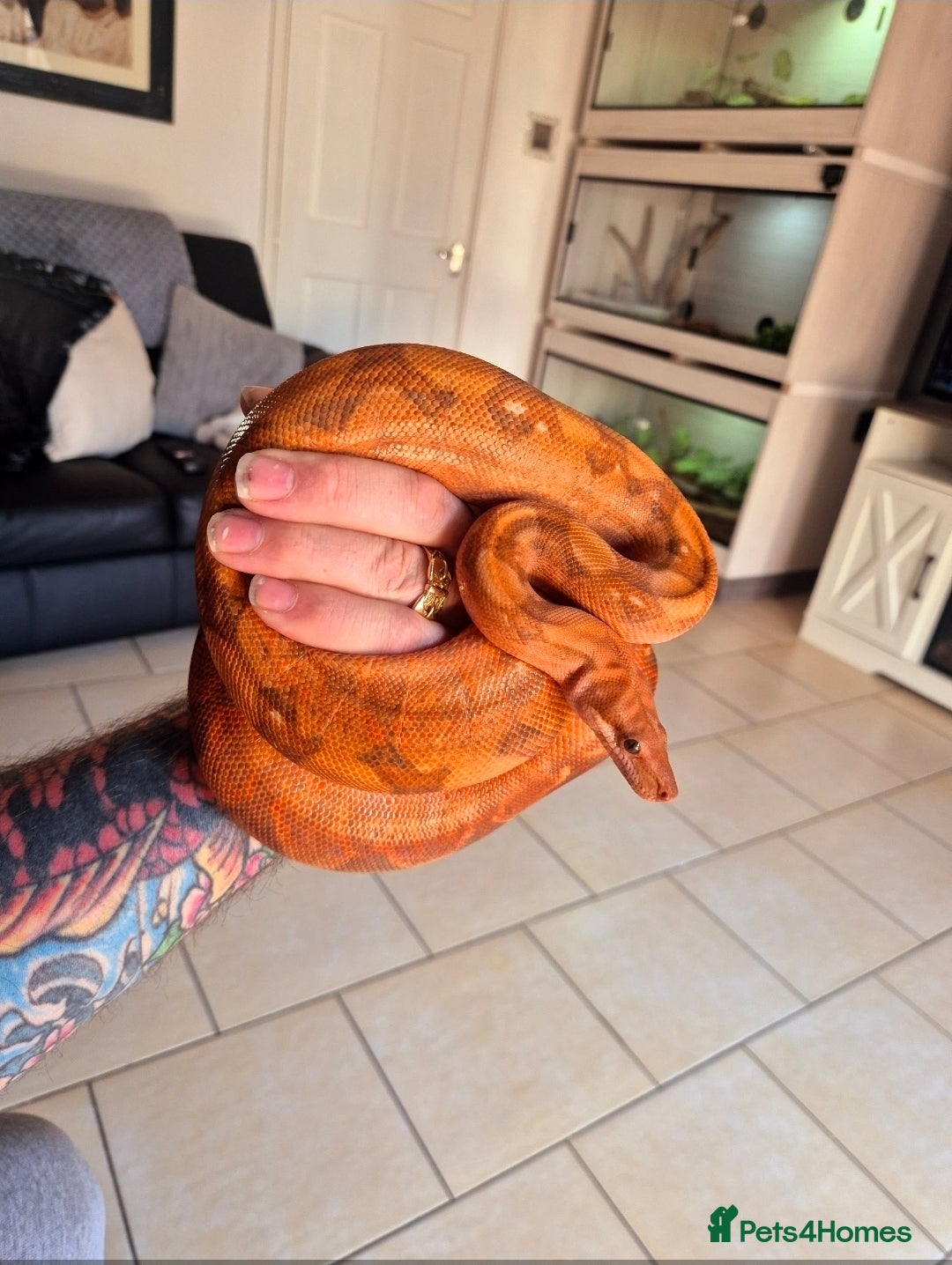Boa Snake reptiles for sale: Central american dwarf boa constrictor  - Image 3