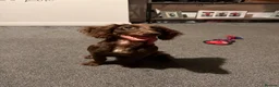 Cocker Spaniel dogs for sale: Female cocker spaniel - Advert 4