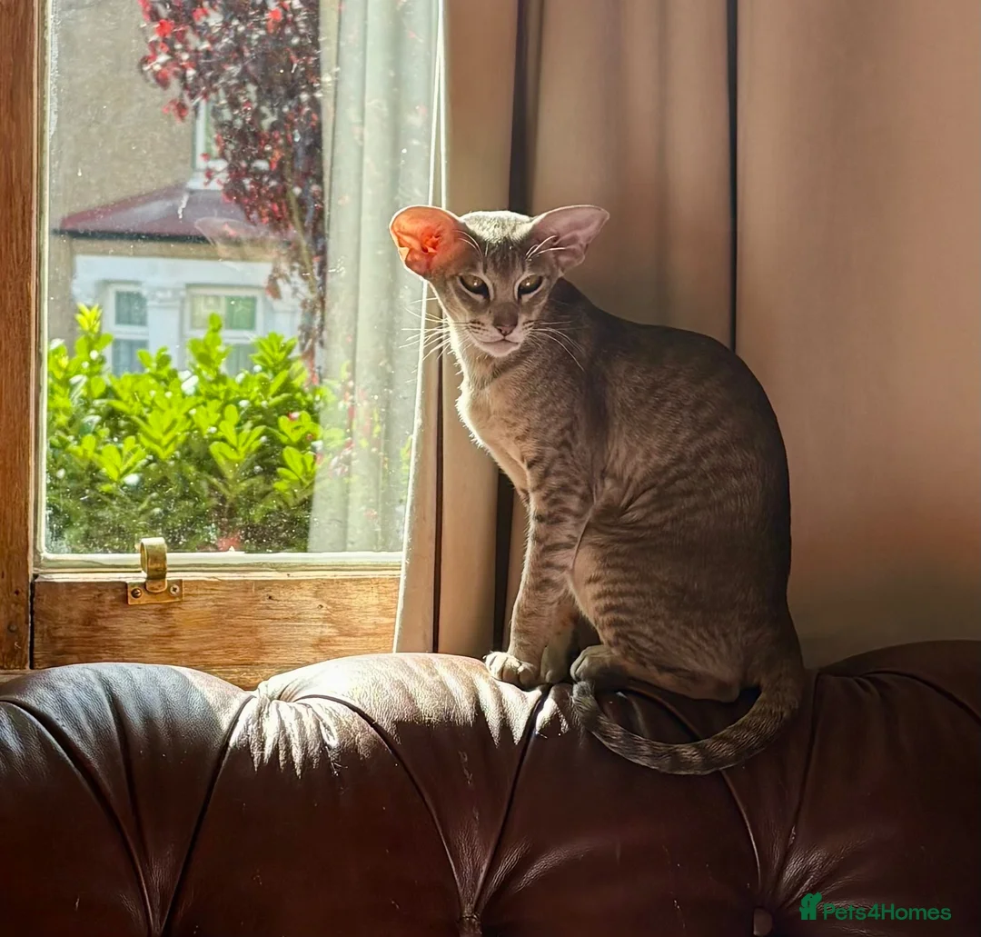 Oriental cats for sale: OSH Blue Spotted  - Advert 1