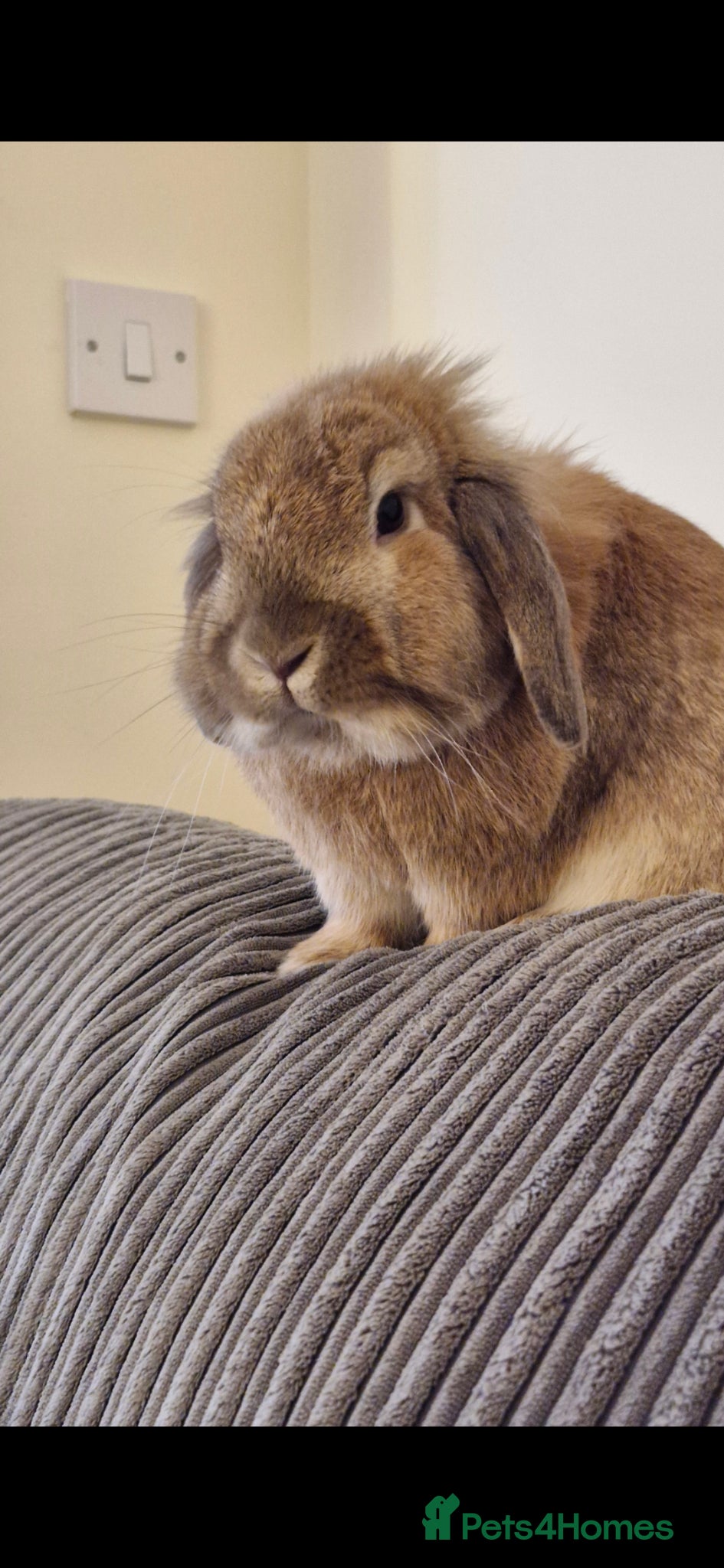 Dwarf Lop rabbits Male rabbit looking for loving home - Advert 1