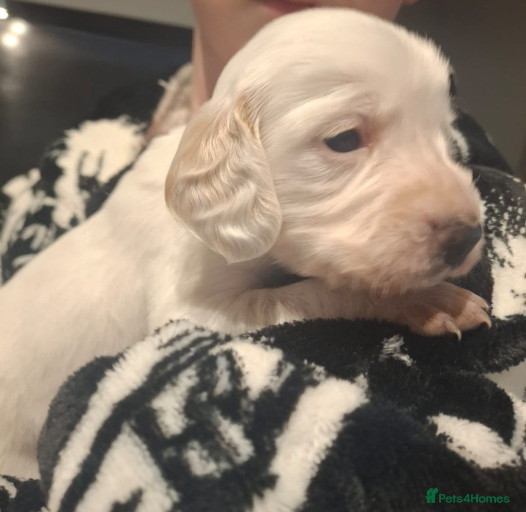 Cockapoo dogs for sale: Gorgeous F2 cockapoo puppies  - Image 7