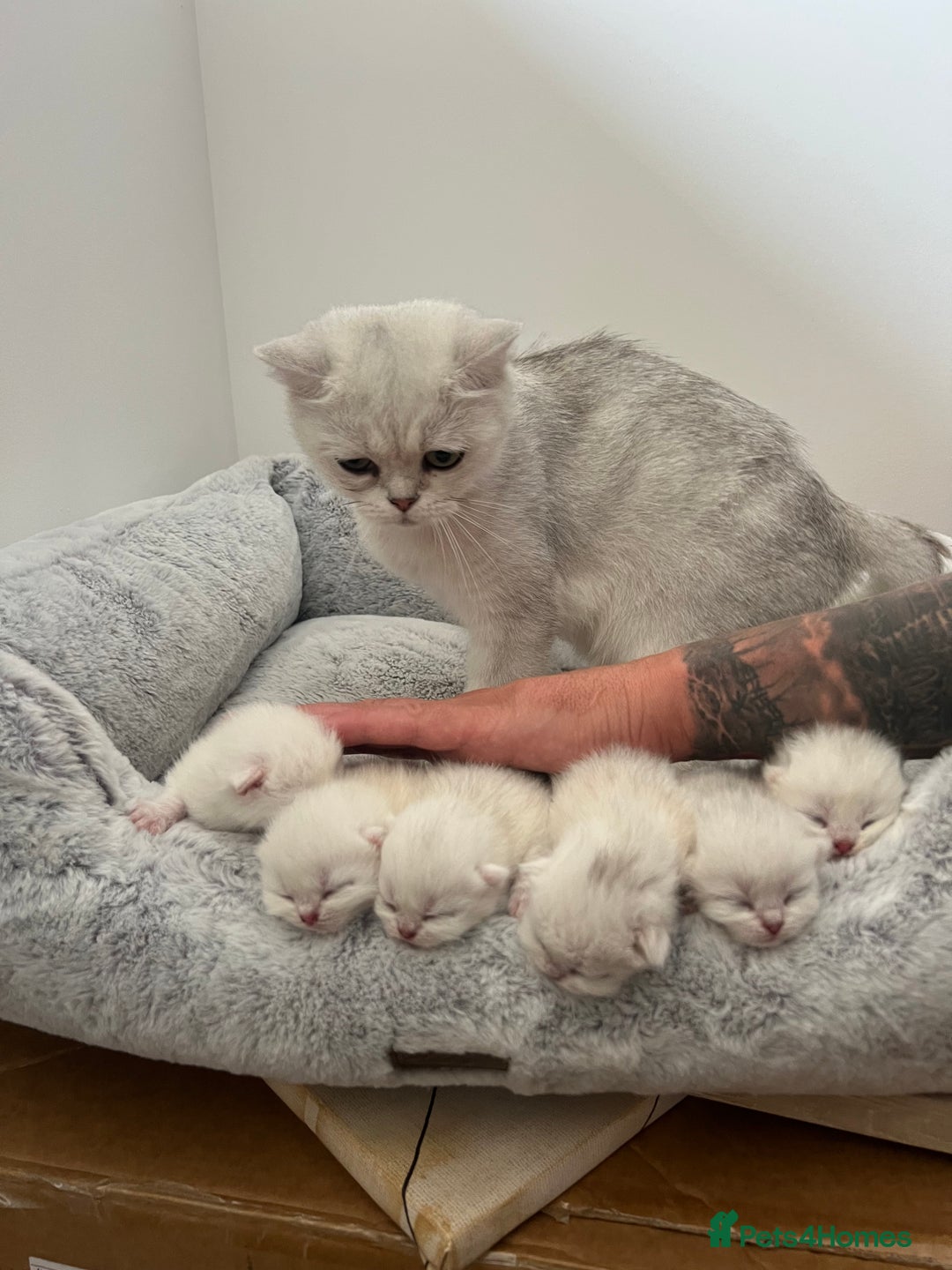 Scottish Fold cats for sale: Scottish Fold  - Image 3