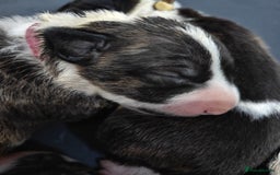 Bull Terrier dogs for sale: Stunning bull terrier pups - Image 13