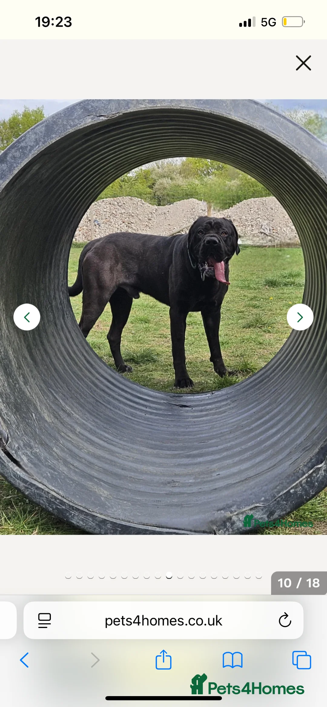 Cane Corso dogs for sale: Cane corso pups  - Advert 12