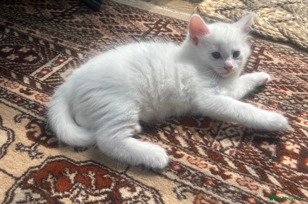 Turkish Angora cats for sale: Two beautiful Turkish Angora kittens  in Cambridge - Image 1