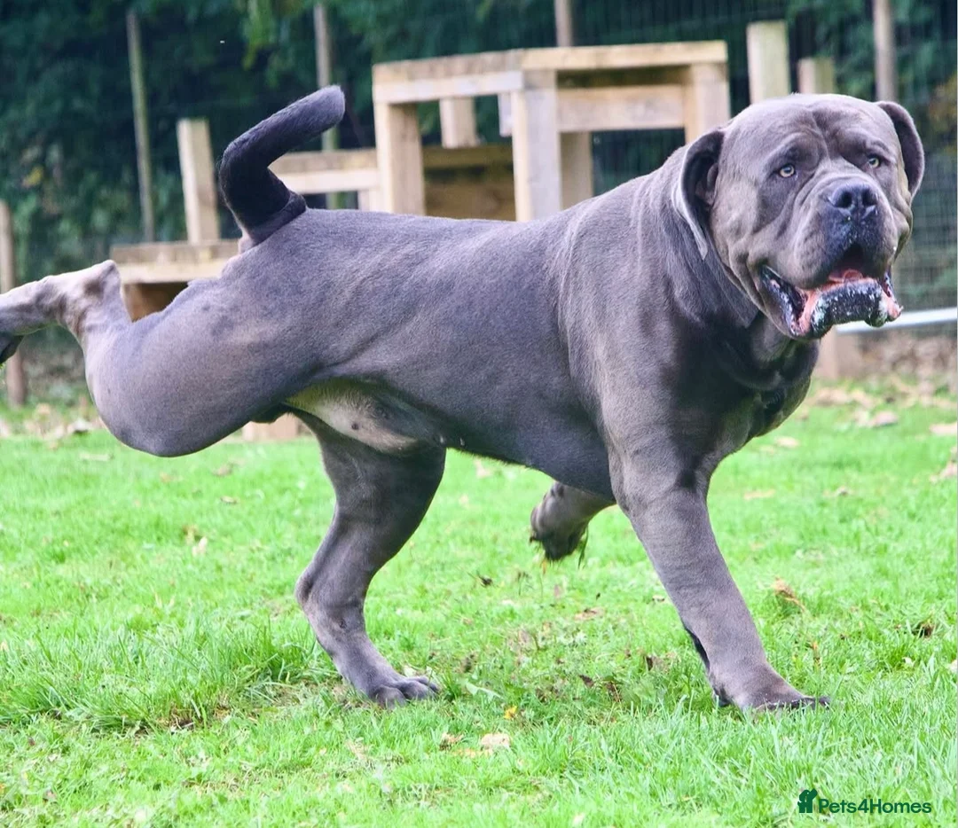Boerboel dogs for sale: Imperial Boerboels  - Advert 2