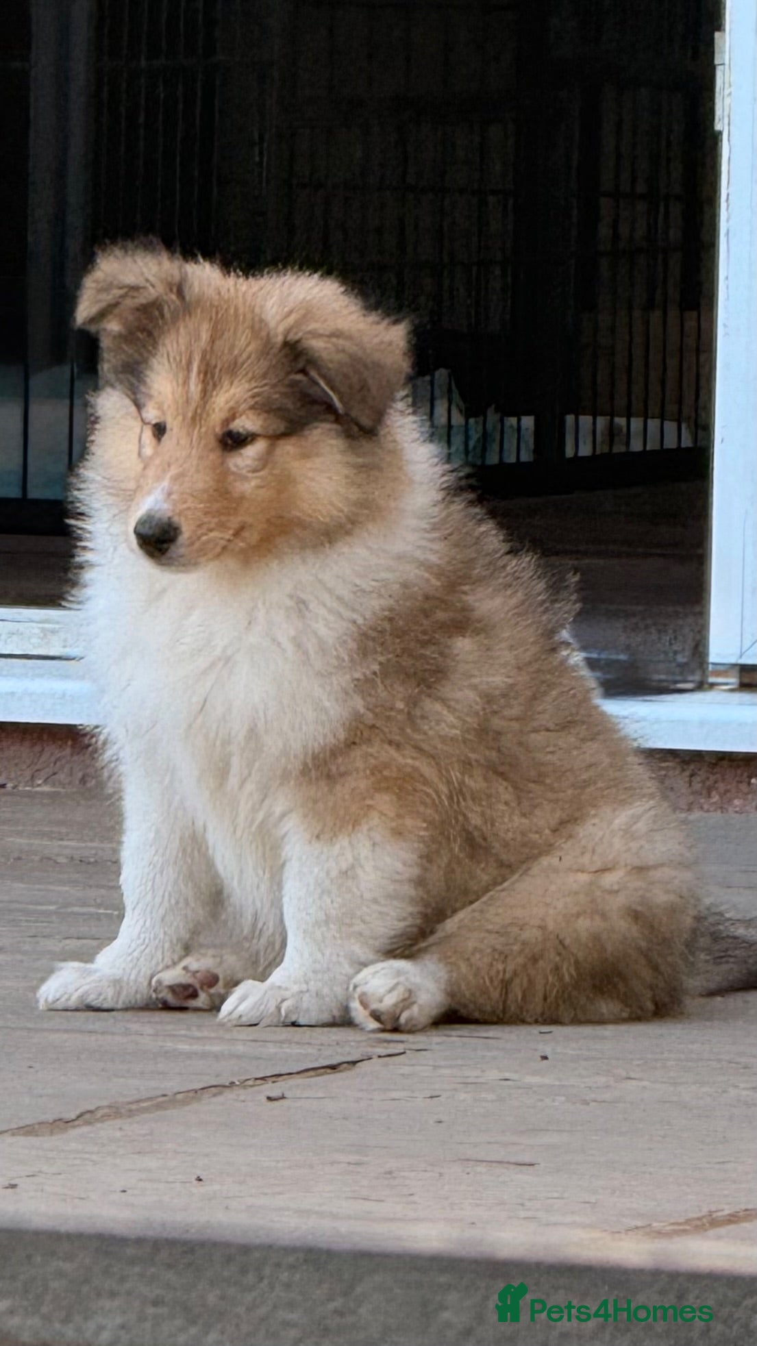 Rough Collie dogs Ready Now- Stunning Sable & White Female Puppy - Advert 18