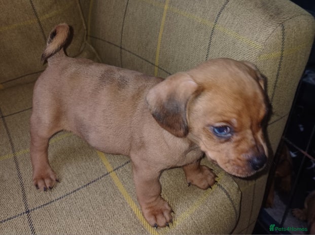 Mixed Breed dogs - Advert 2