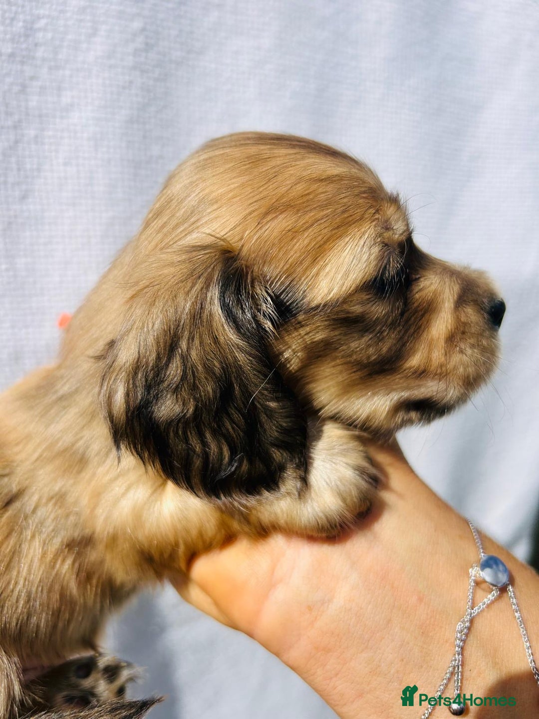 Miniature Dachshund dogs for sale: Ready to leave 🐾 beautiful long hair miniatures  - Image 20