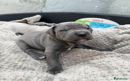 Cane Corso dogs for sale: Stunning blue cane corso litter - Image 9