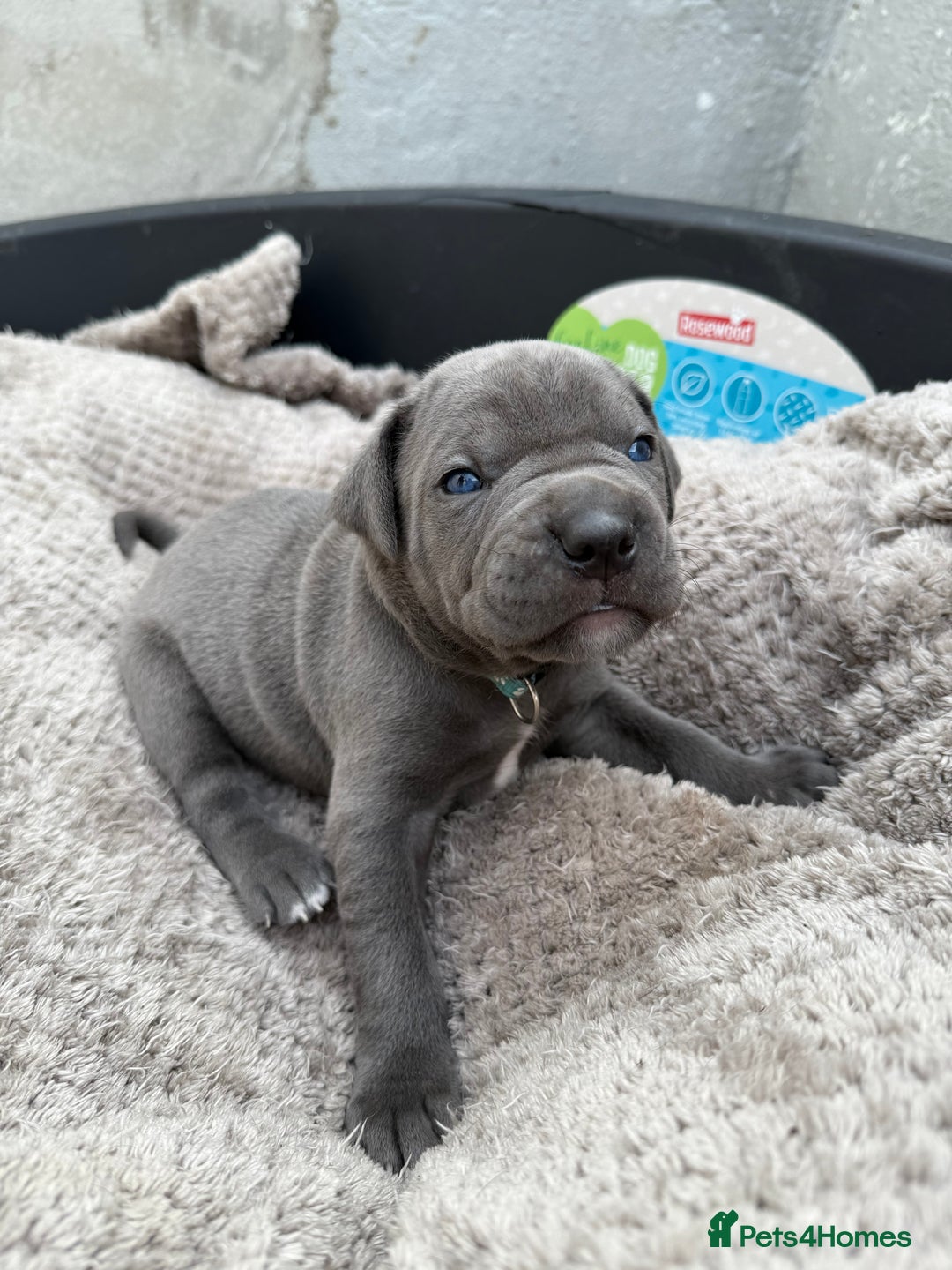 Cane Corso dogs for sale: Stunning blue cane corso litter - Image 9