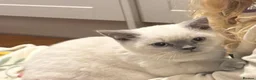 British Shorthair cats for sale: British Shorthair Lilac Colourpoint Kittens - Advert 7