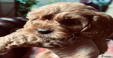 Cavapoo dogs - Advert 7
