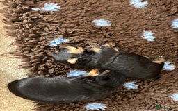 Yorkshire Terrier dogs for sale: Yorkshire terrier - Image 1