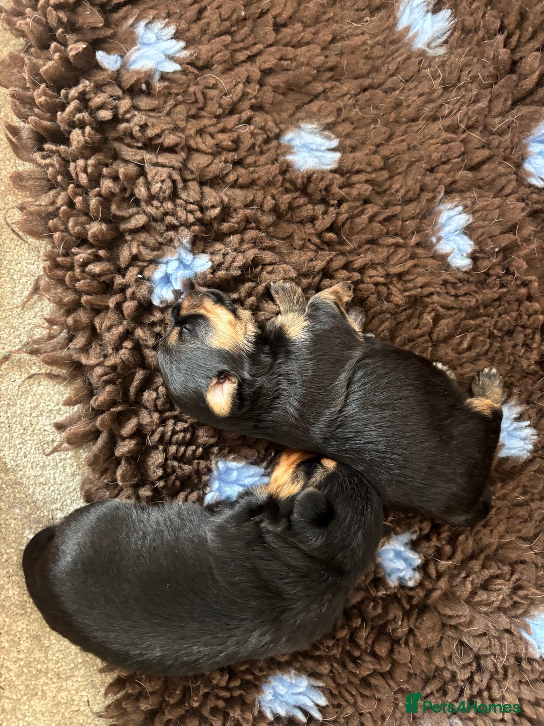 Yorkshire Terrier dogs for sale: Yorkshire terrier - Image 1