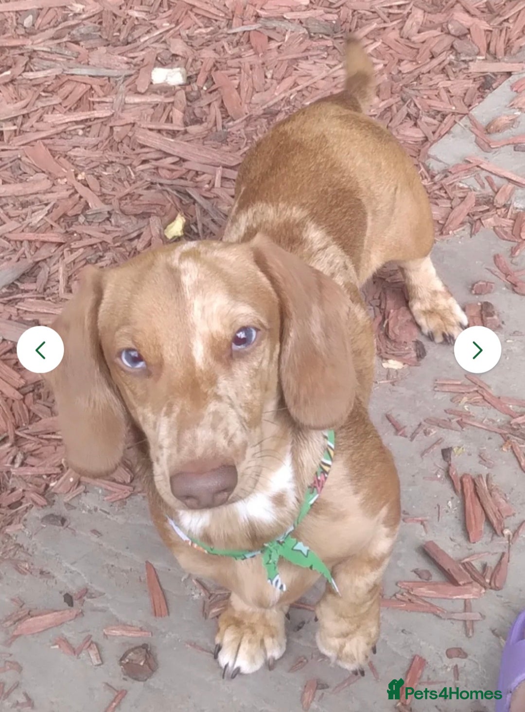 Dachshund dogs for sale: Beautiful KC REG dachshund pups - Advert 25