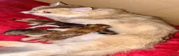 British Longhair cats for sale: British angels 😇🐾 - Advert 5
