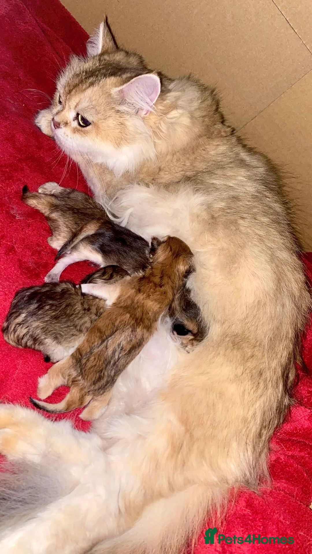 British Longhair cats for sale: British angels 😇🐾 - Advert 5