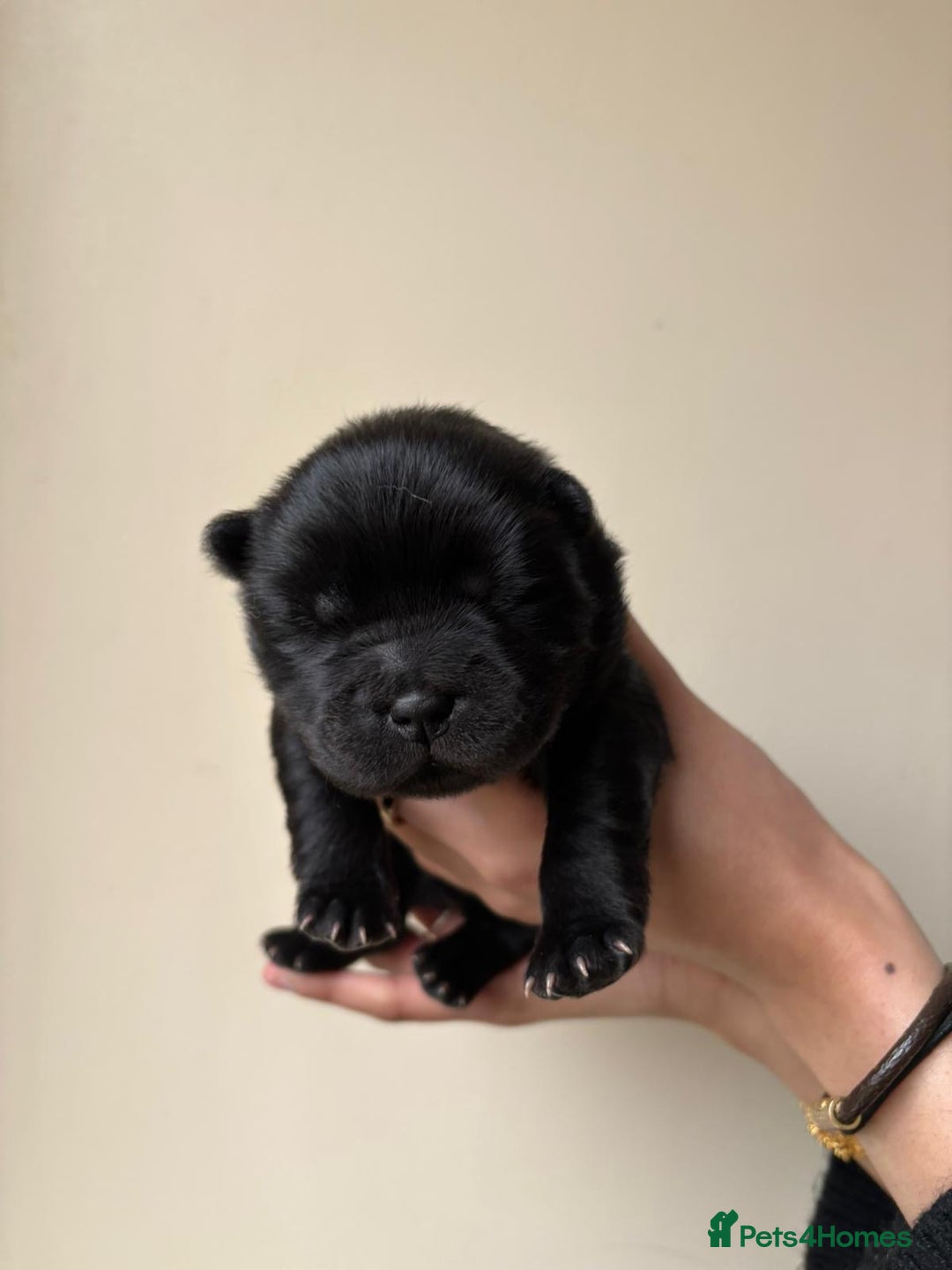 Chow Chow dogs for sale: Beautiful Black and Blue Chow Chow 🖤💙 - Advert 13