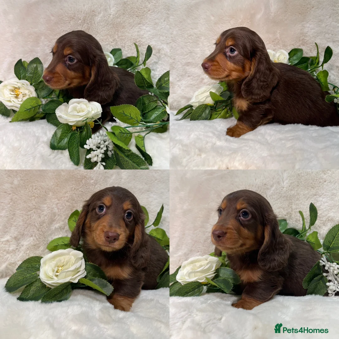 Miniature Dachshund dogs for sale: MINIATURE LONGHAIRED DACHSHUND KC REGISTERED BOYS  - Advert 14