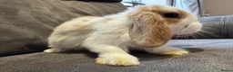 Mini Lop rabbits for sale: Pure Breed Mini Lop Babies  - Advert 5