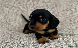 Dachshund dogs for sale: Sausage dachshund puppies  - Image 5
