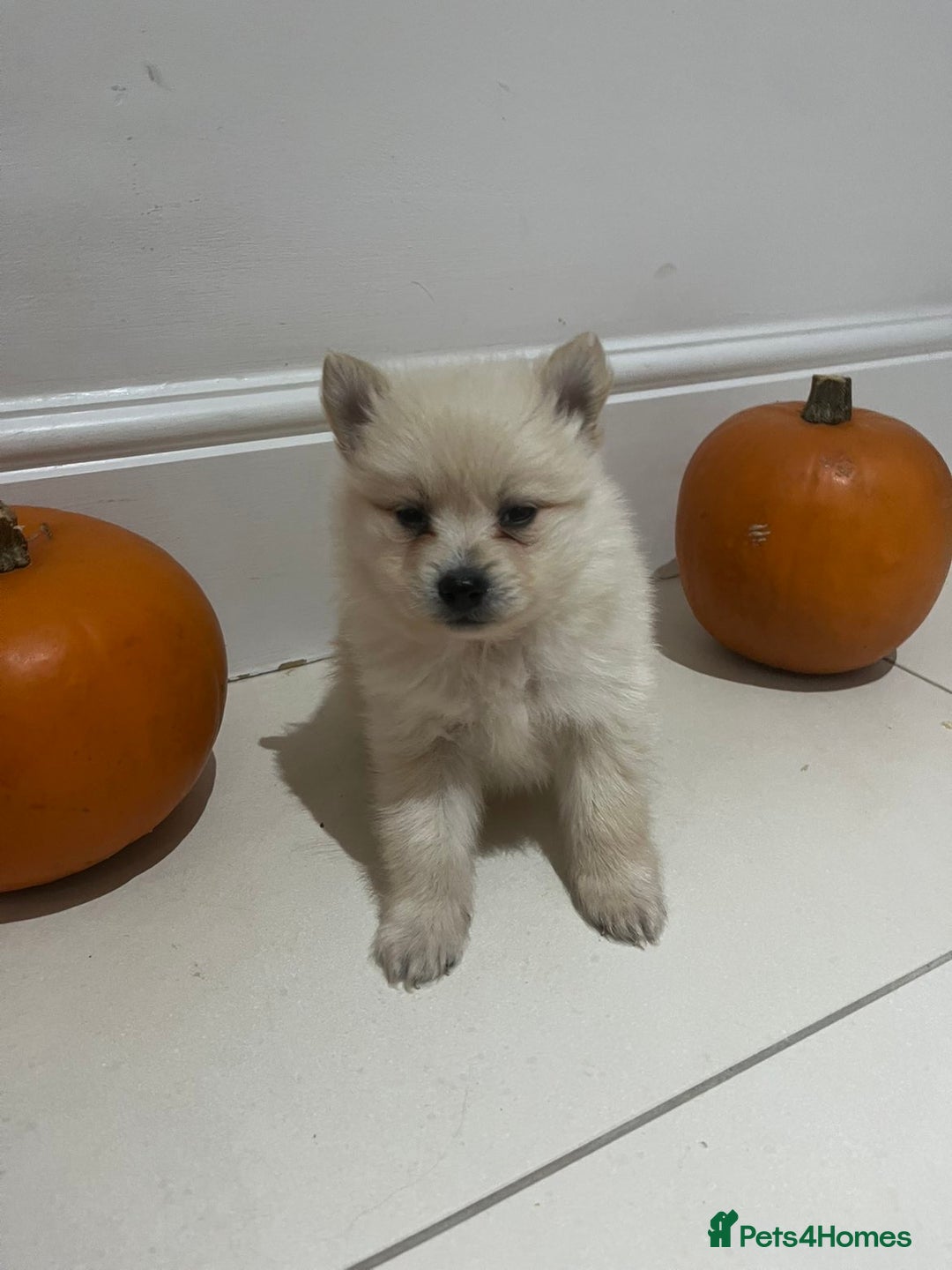 Pomeranian dogs for sale: Pomeranian - Image 10