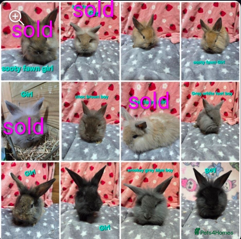Lionhead rabbits Baby lion head bunnies ☆ready 15th july - Advert 1