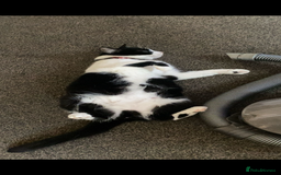 Ragdoll cats for sale: My daisy is expecting fluffy ragdolls 🥹🏡 - Image 1