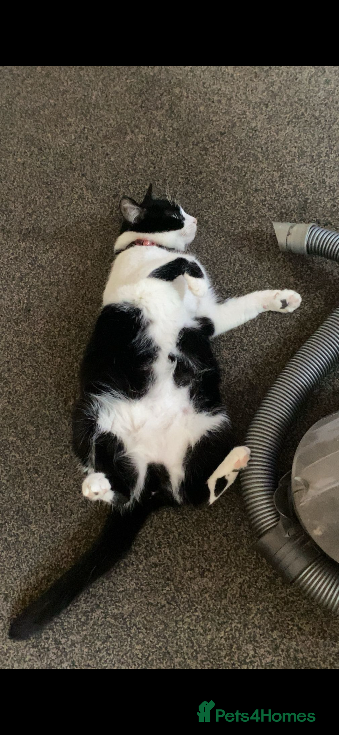 Ragdoll cats for sale: My daisy is expecting fluffy ragdolls 🥹🏡 - Image 1