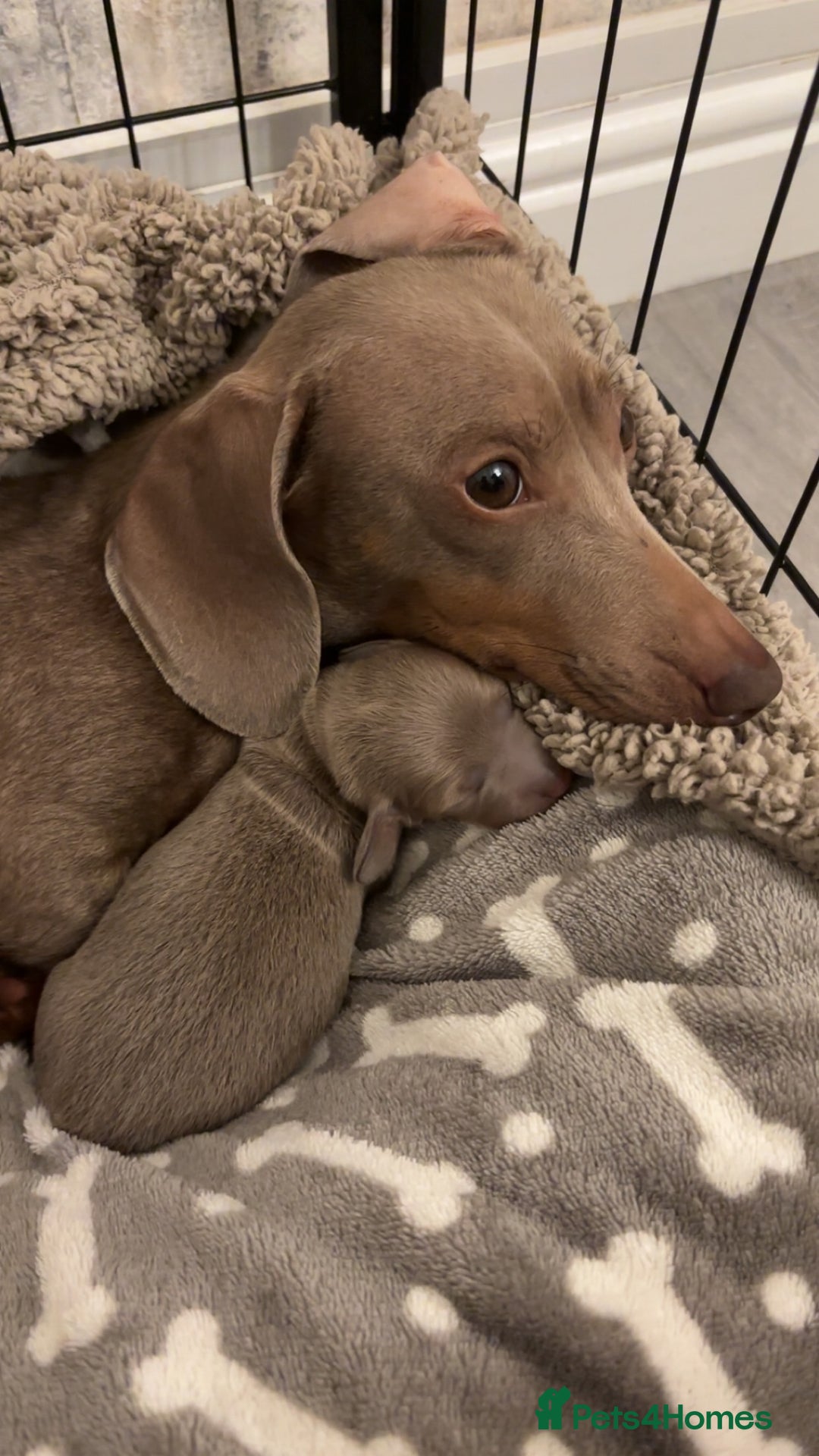 Miniature Dachshund dogs for sale: Beautiful Isabella & Tan miniature dashchunds✨🐾 - Image 11