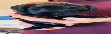 Tibetan Terrier 3