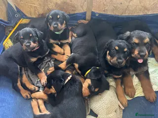 Rottweiler dogs Rottweiler Puppies Available – 2 Girls & 1 Boy 🐾 - Advert 7