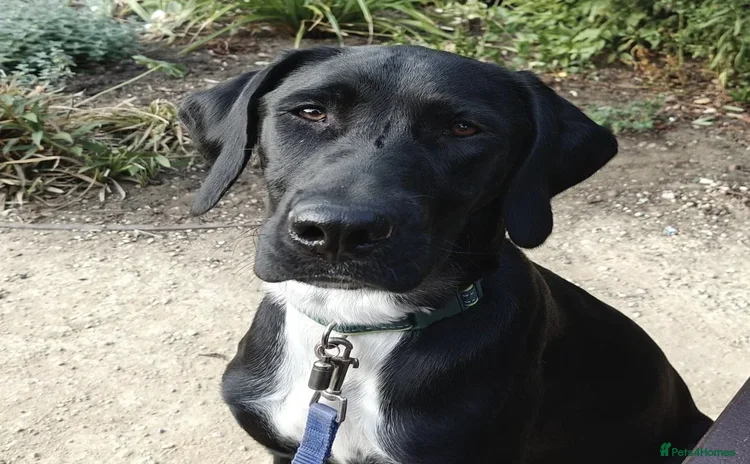 Mixed Breed dogs - Advert 5