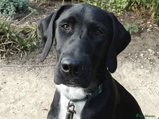 Mixed Breed dogs - Advert 15