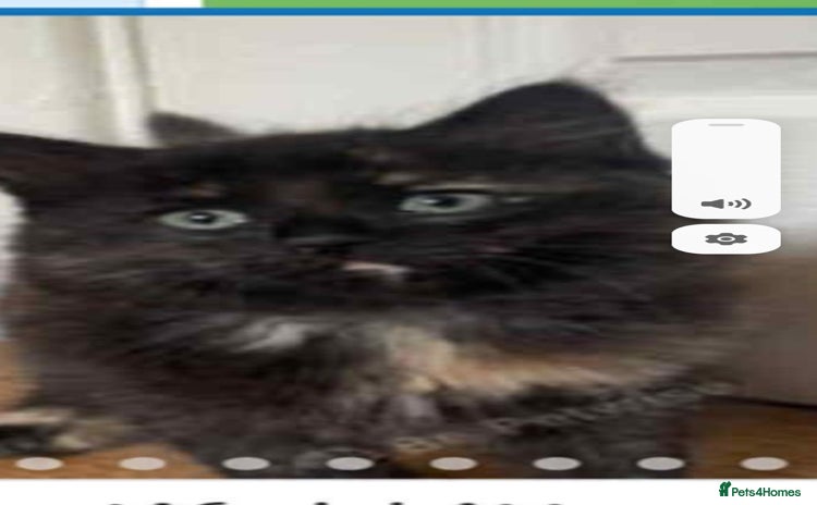 Mixed Breed cats - Advert 5