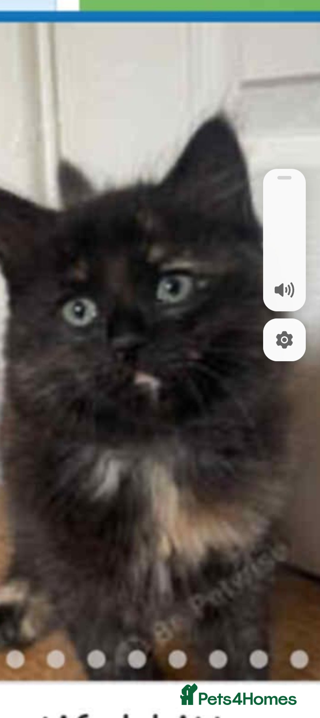 Mixed Breed cats for sale: Kitten  - Image 1