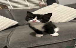 Mixed Breed cats for sale: 4 gorgeous kittens ready for amazing homes  - Advert 18