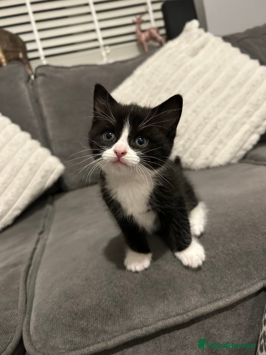 Mixed Breed cats for sale: 4 gorgeous kittens ready for amazing homes  - Advert 18