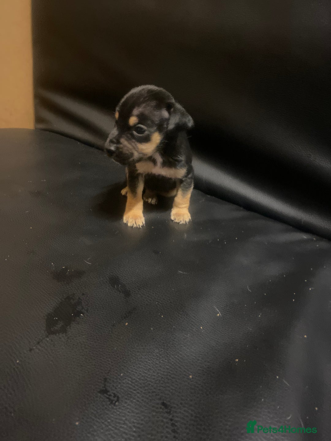 Jack Russell dogs for sale: 6 Jack Russell puppy’s  - Advert 8