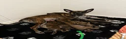 Belgian Shepherd Dog dogs for sale: Dutch Shepherd Puppies - Advert 3