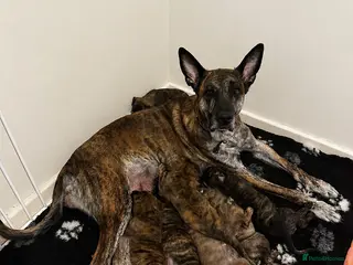 Belgian Shepherd Dog dogs Dutch Shepherd Puppies - Advert 2