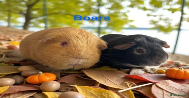 Guinea Pig rodents - Advert 2