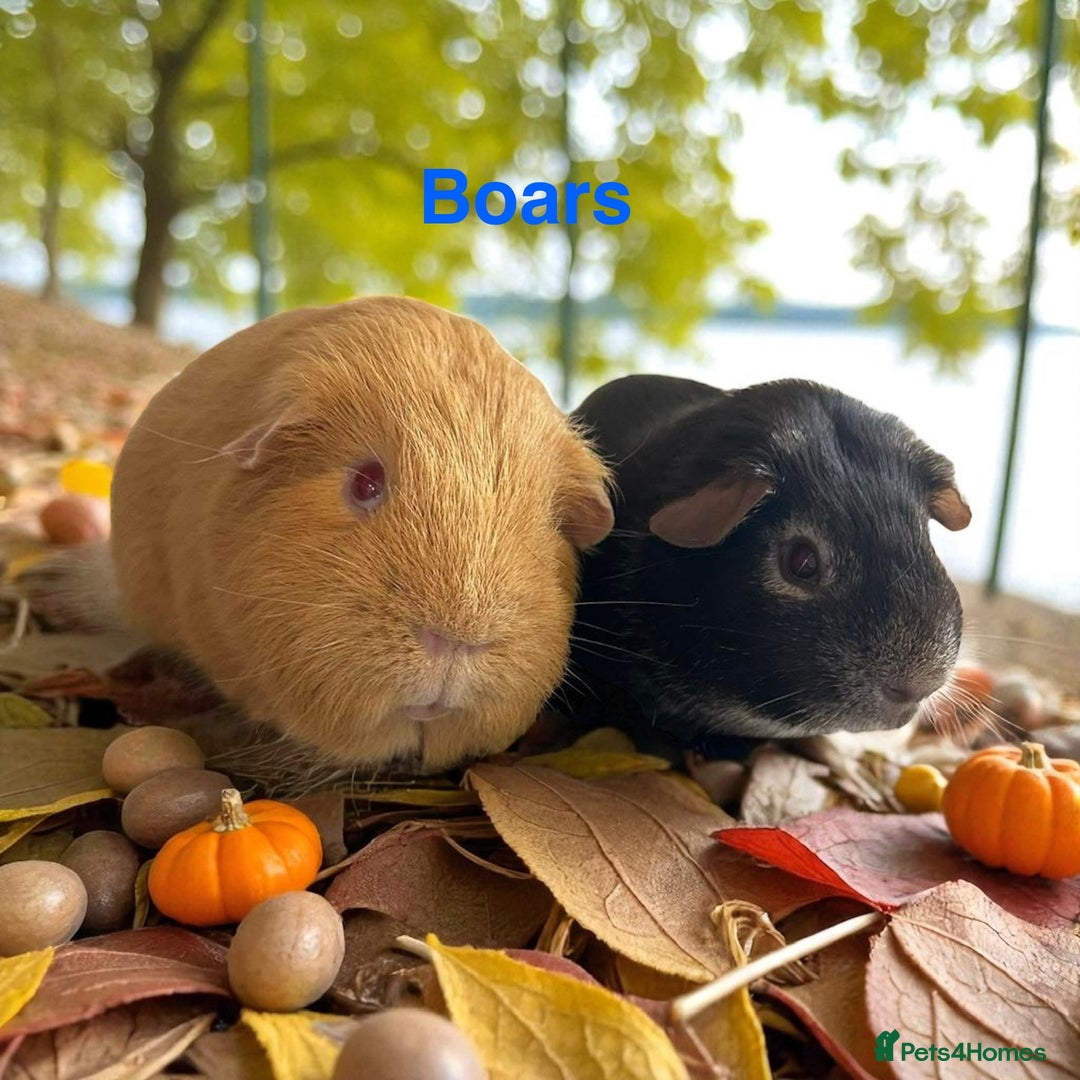 Guinea Pig rodents for sale: Guinea Pig Pairs Boars and Sows - Image 2