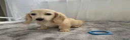 Miniature Dachshund dogs for sale: Beautiful long coat puppies ready now - Advert 31