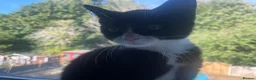 Mixed Breed cats for sale: kitten in Leeds - Advert 3