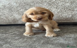 Cocker Spaniel dogs for sale: ALL GOLDEN 100% SHOW TYPE HEALTH TESTED PARENTS  - Image 8