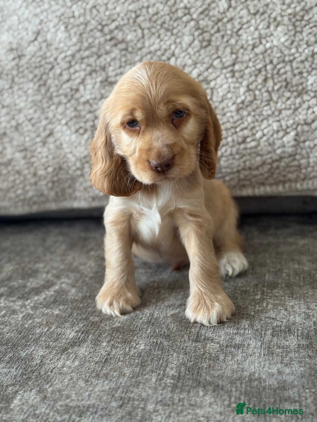 Cocker Spaniel dogs for sale: ALL GOLDEN 100% SHOW TYPE HEALTH TESTED PARENTS  - Image 8